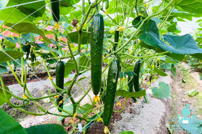 おばんざい教室、米粉パン教室、個人、野菜料理教室、天王寺、阿倍野区、美章園、大阪市、osakafoodstyle、大畑ちつる、健彩青果、和食、レシピ、なにわ料理、糖尿病食、管理栄養士、大阪産、きゅうり